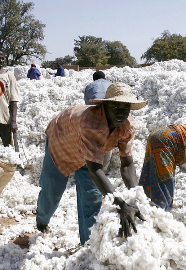 coton-2995-1306871-1